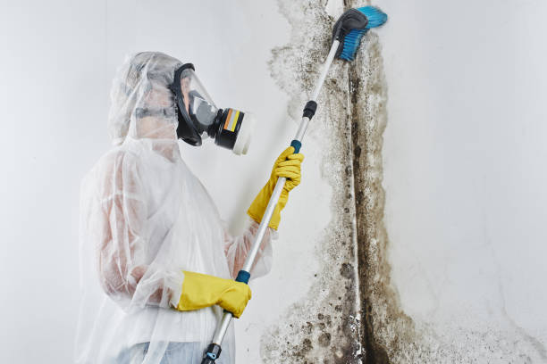 Why You Should Choose Our Mold Remediation Services in Riley, KS